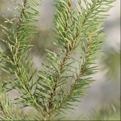 Branches d’épinette blanche du Québec en gros plan