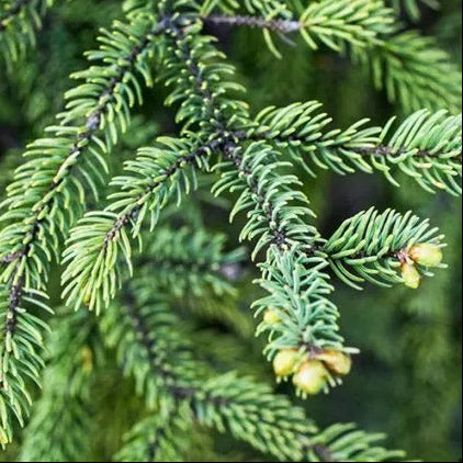 Branches d’épinette noire du Québec en gros plan