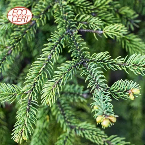 Black Spruce – ICE – Organic