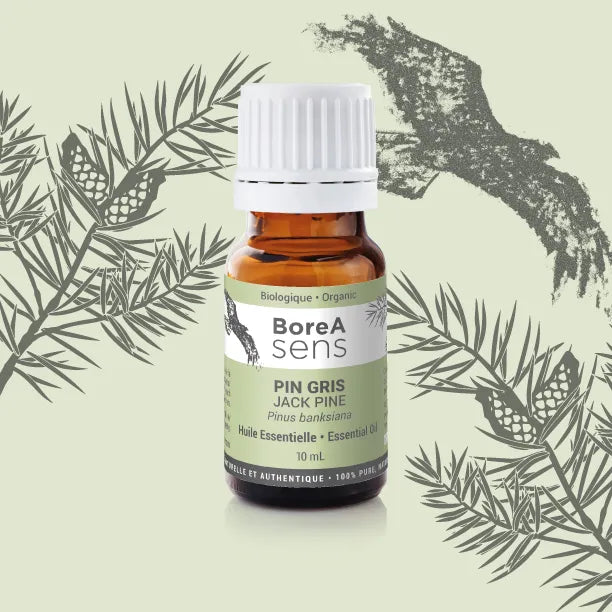Huile essentielle de pin gris bio du Québec dans flacon ambré BoreA Sens