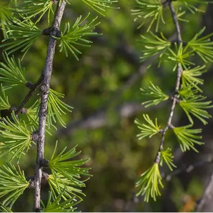 Branches de mélèze du Québec en gros plan
