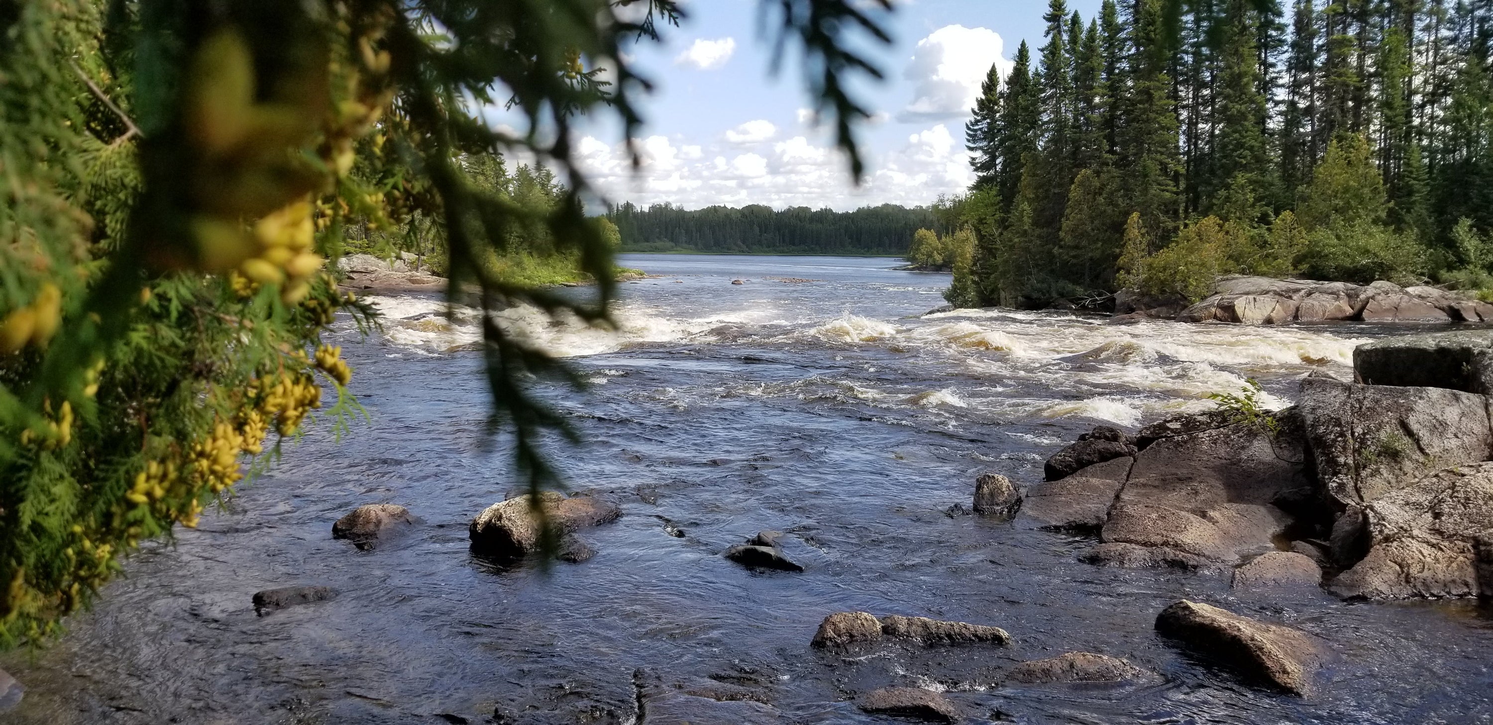 Huile essentielle d’Épinette Noire : bienfaits, utilisations et précautions