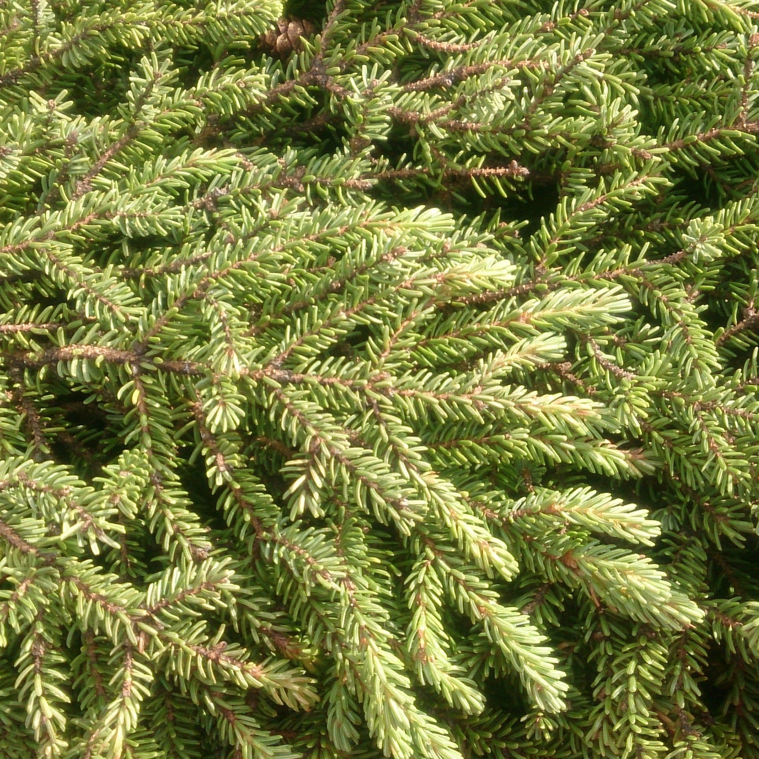 Les bienfaits de l'Épinette Noire sur les surrénales