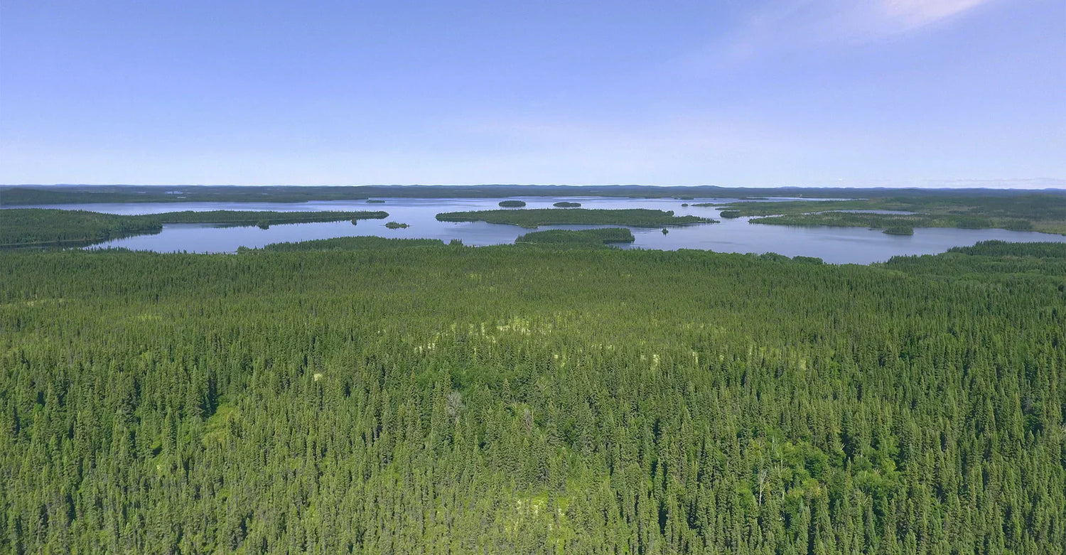 L’huile essentielle et l’hydrolat d’Épinette Noire : bienfaits et usages de cette précieuse alliée boréale