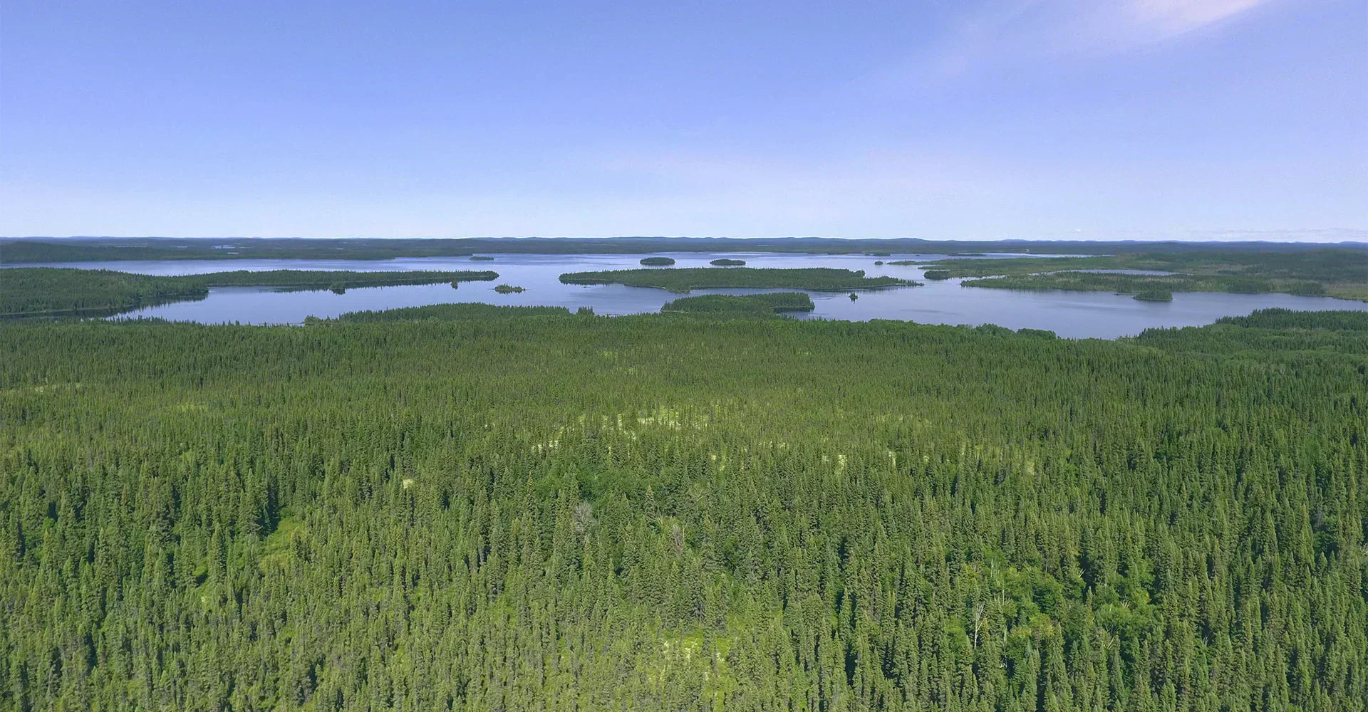 L’huile essentielle et l’hydrolat d’Épinette Noire : bienfaits et usages de cette précieuse alliée boréale