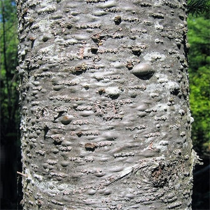 Sapin Baumier Écorce – Bio