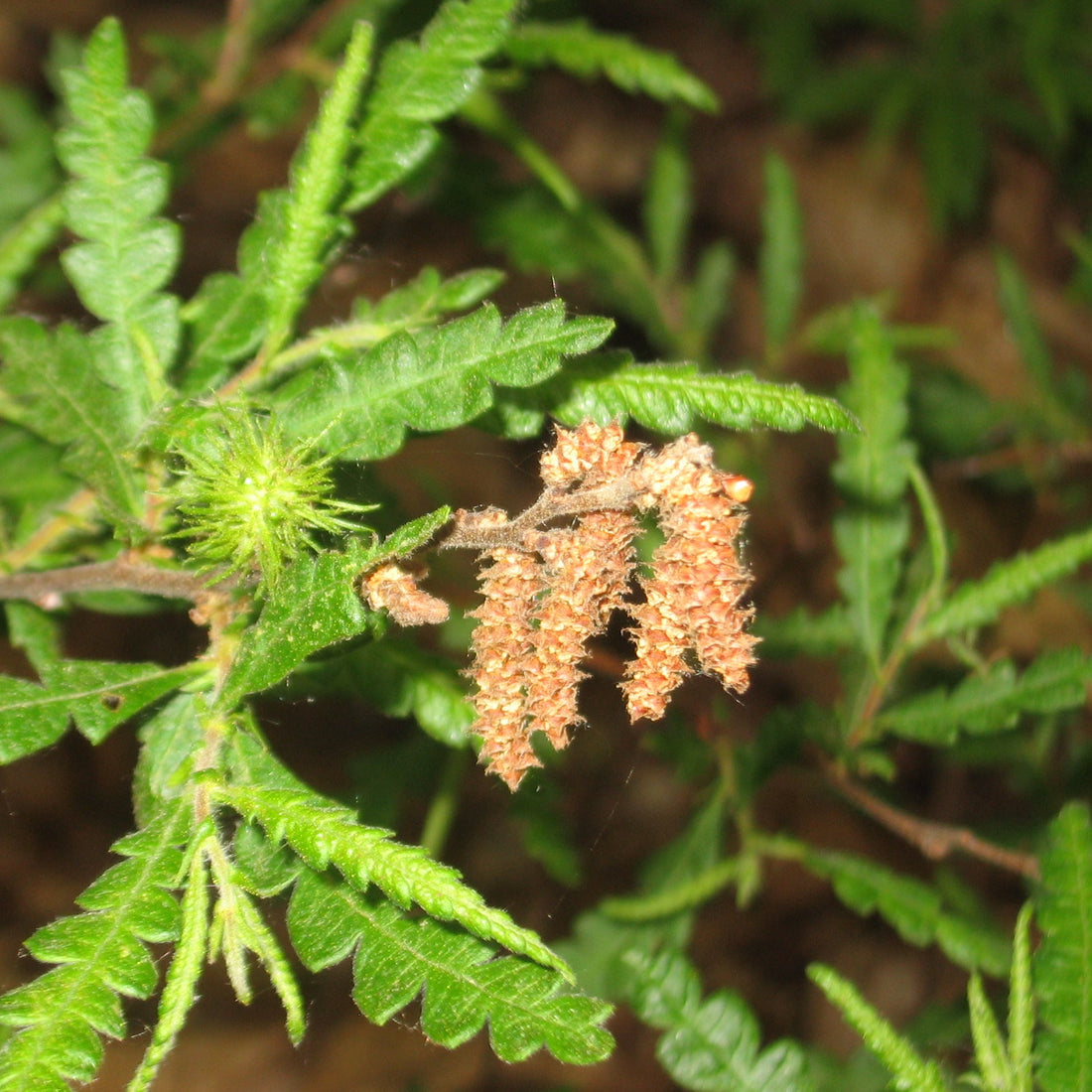 Organic Sweetfern Essential Oil