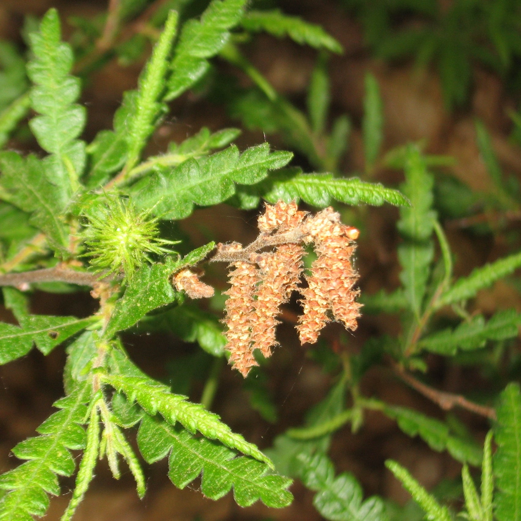 Organic Sweetfern Essential Oil