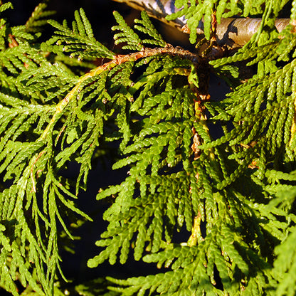 Thuya Occidental – Bio