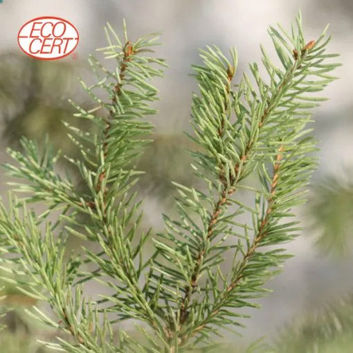 White Spruce - Organic