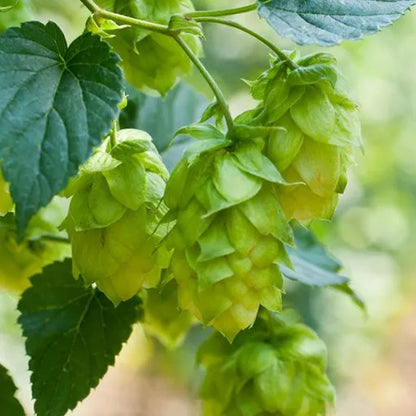 Houblon