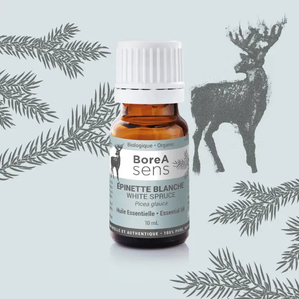 White Spruce – Organic