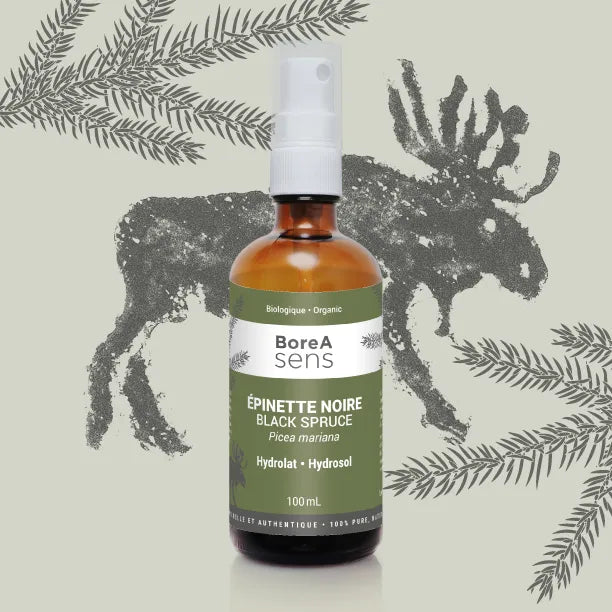 Black Spruce Hydrosol - Organic