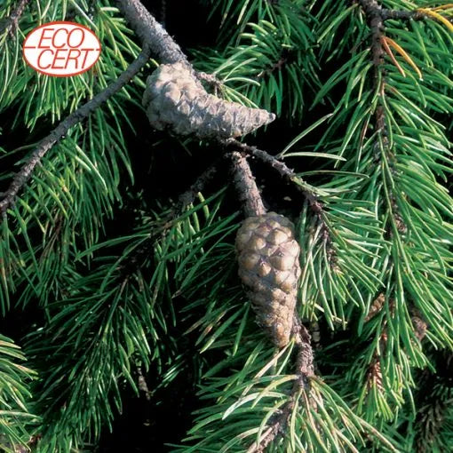 Jack Pine – Organic