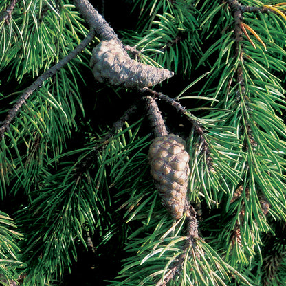Pin Gris – Bio