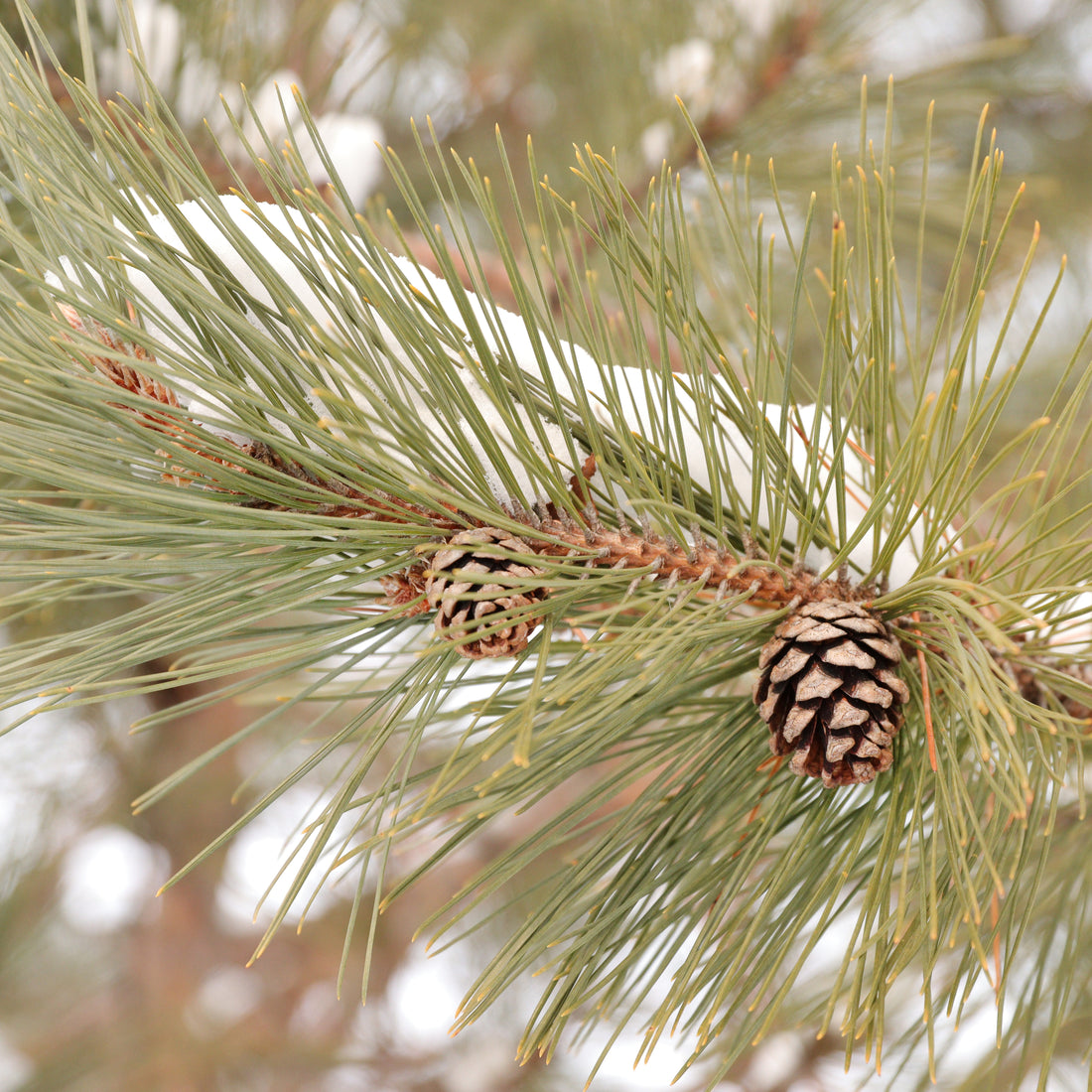 Pin Rouge – Bio
