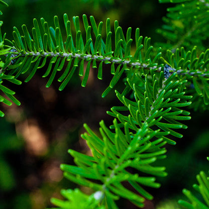 Sapin Baumier – Bio