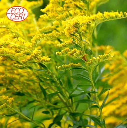 Goldenrod – Organic