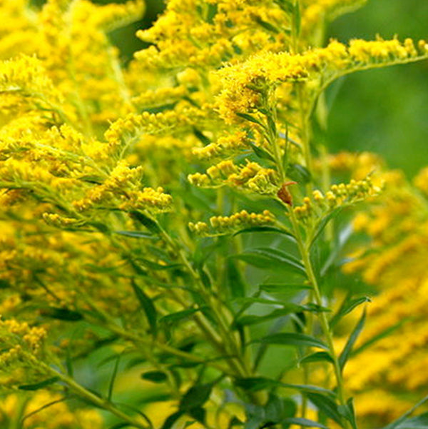 Verge d’Or – Bio