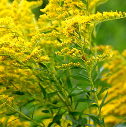 Verge d’Or – Bio